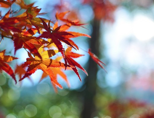 Arashiyama Fall Leaves
