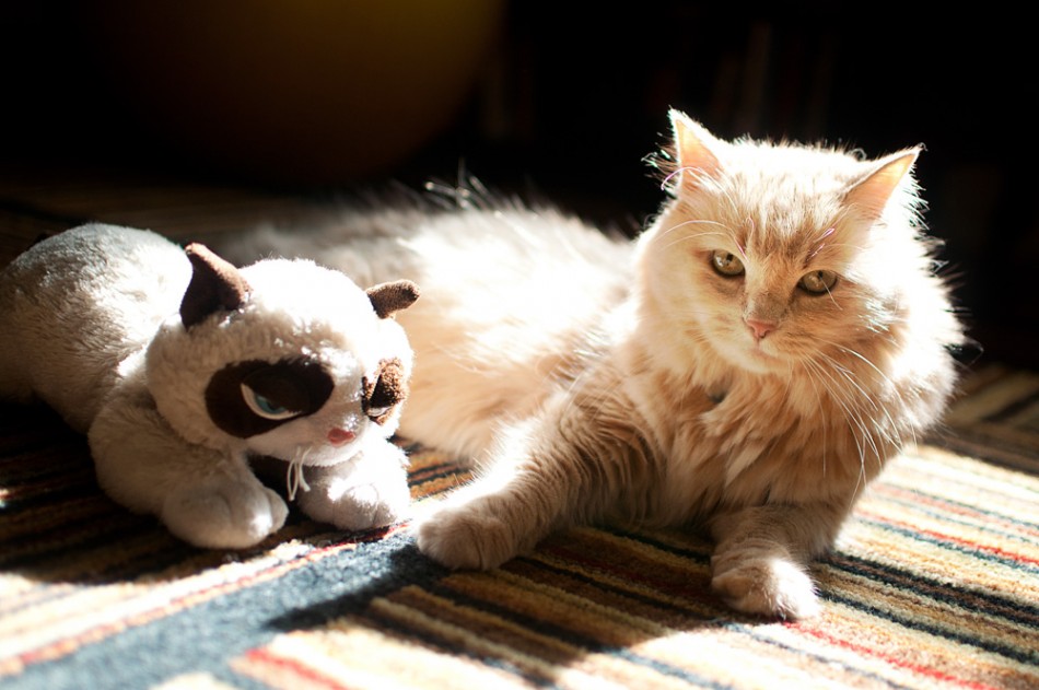Grumpy Cat and Luna