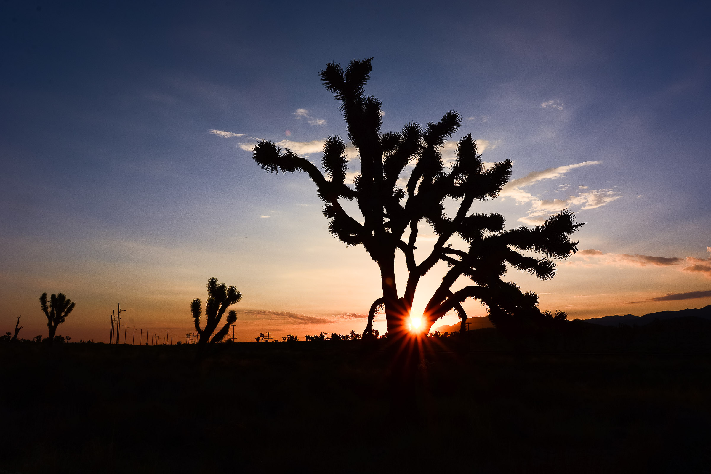 JoshuaTreeNPNight-13