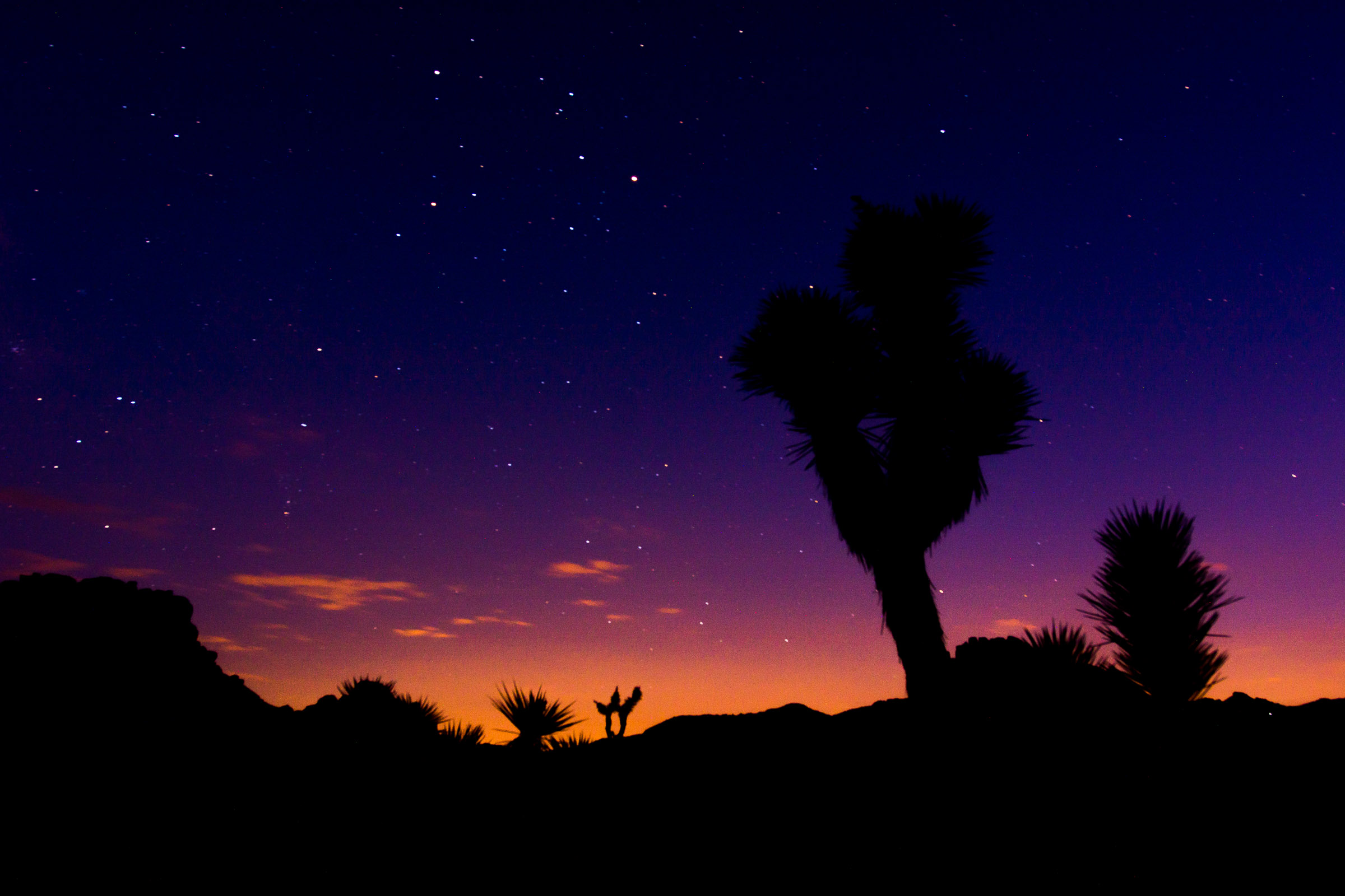 JoshuaTreeNPNight-15