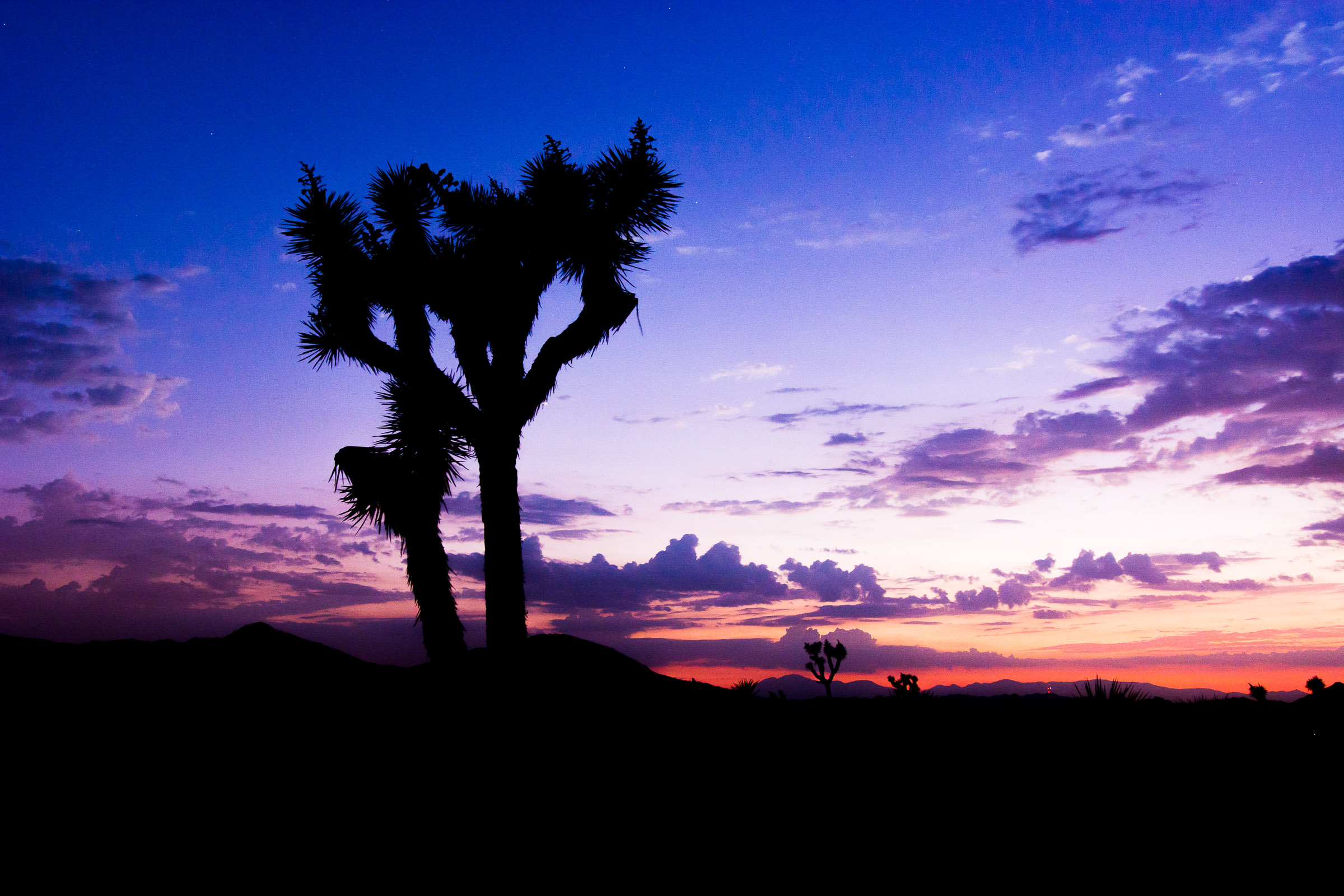 JoshuaTreeNPNight-5